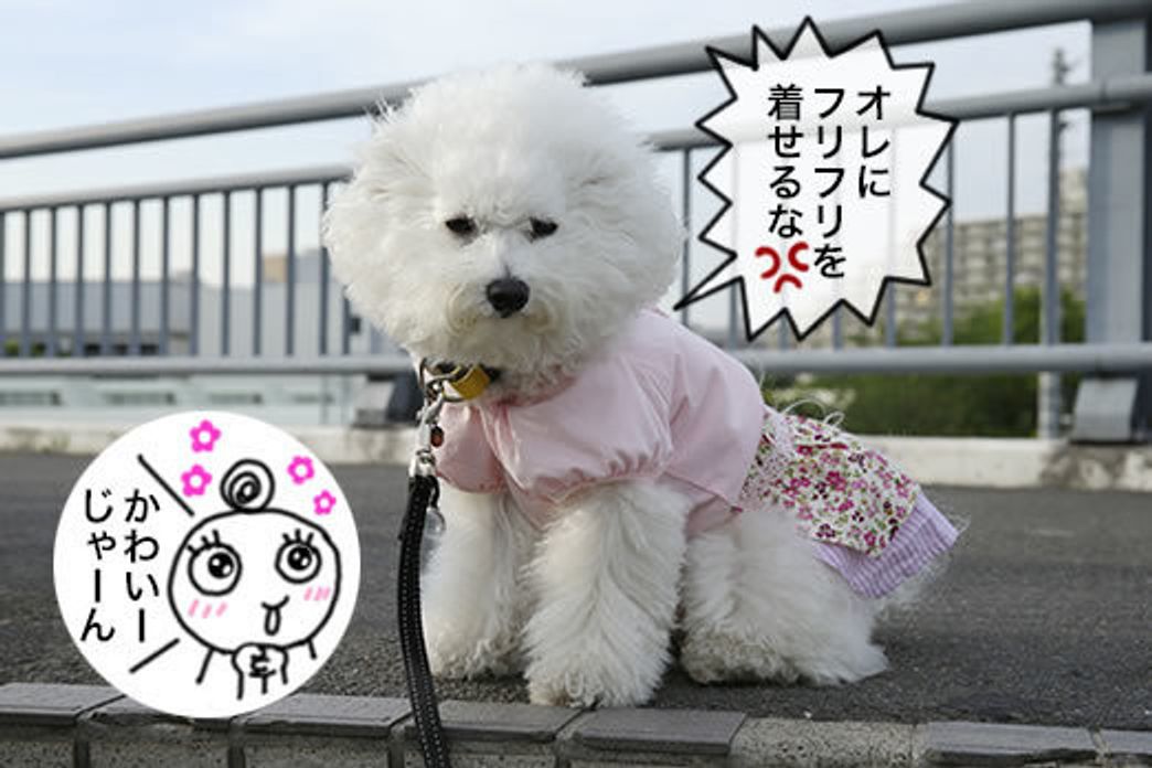 オレちゃん2才になったyo マシューとマルモともだち100わんできるかな いぬのきもちweb Magazine オレちゃん2才になったyo マシューとマルモともだち100わんできるかな いぬのきもちweb Magazine