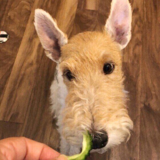 鼻先に差し出された一切れのゴーヤを見上げるワイヤー・フォックス・テリア