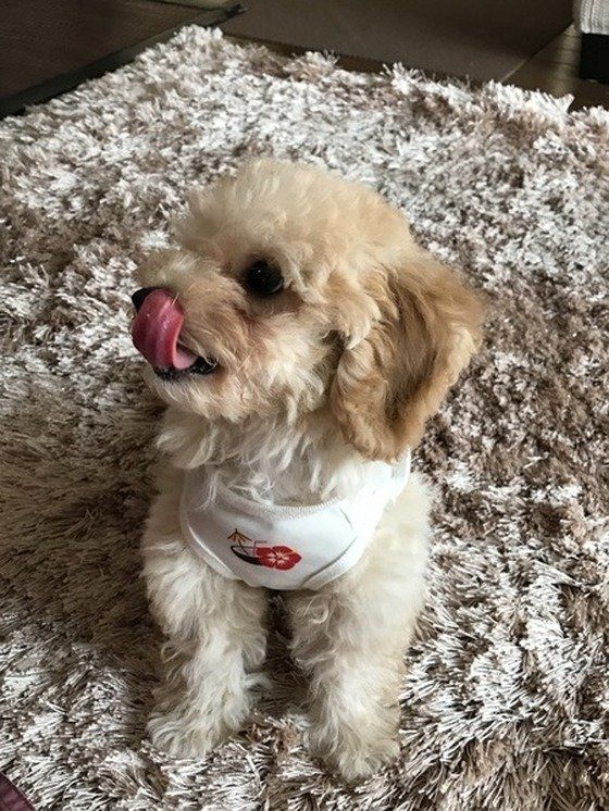 舌を出すトイ・プードル