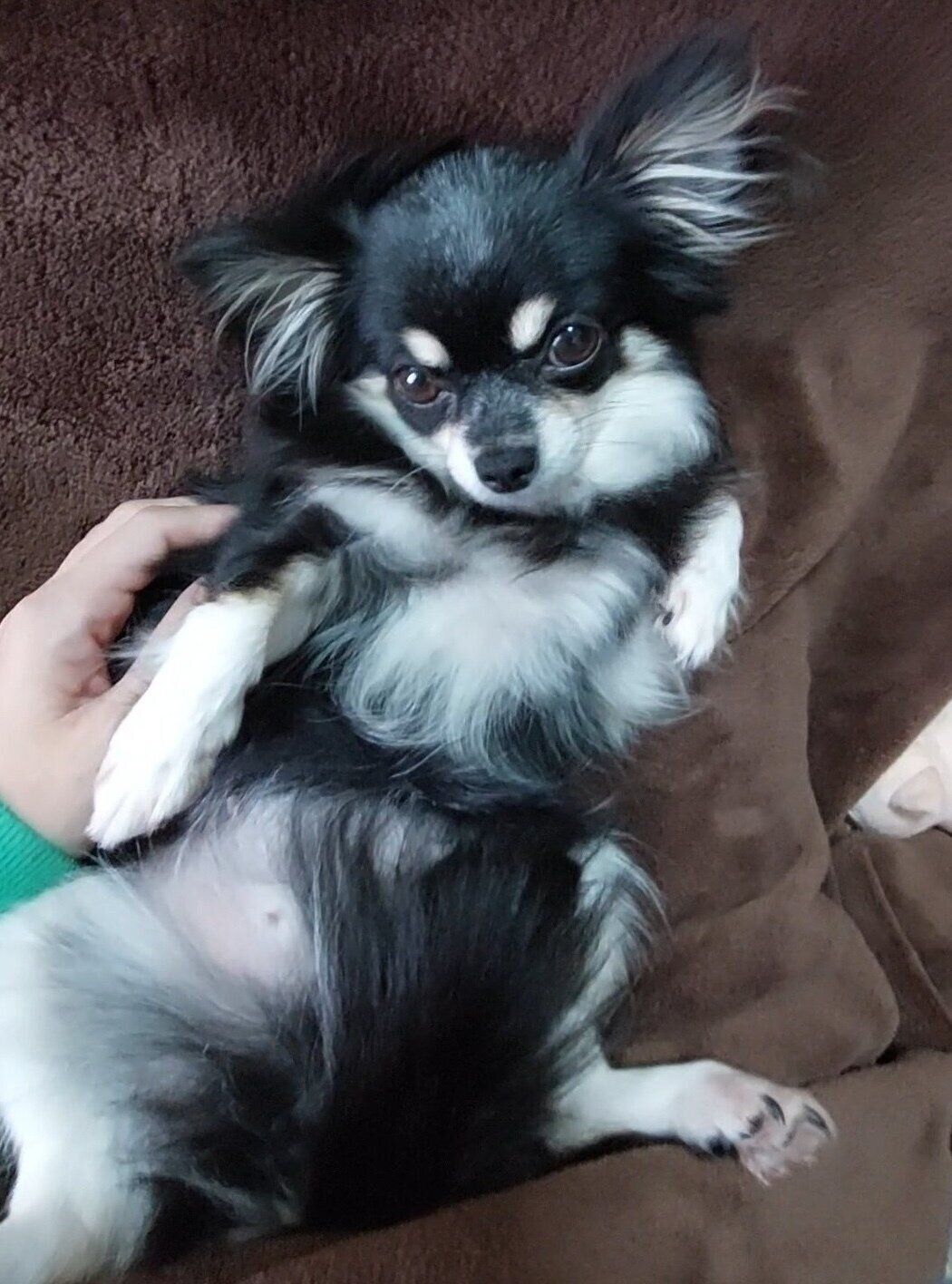 おなかを出して甘えるみつ子ちゃん