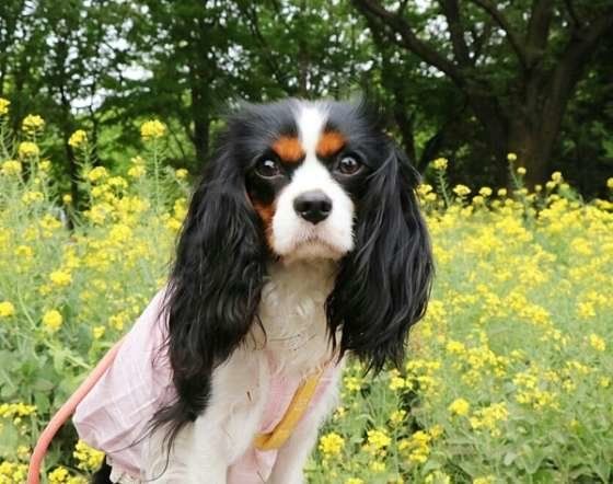 菜の花と犬