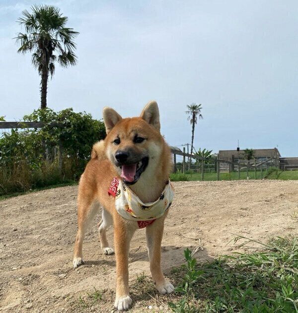 ドッグランで遊ぶおかかちゃん