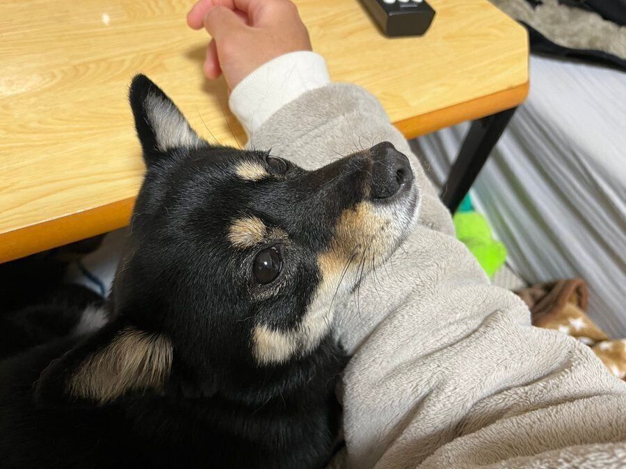 飼い主さんのひざに乗るおひめちゃん