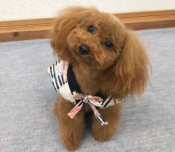 見つめるトイ・プードル