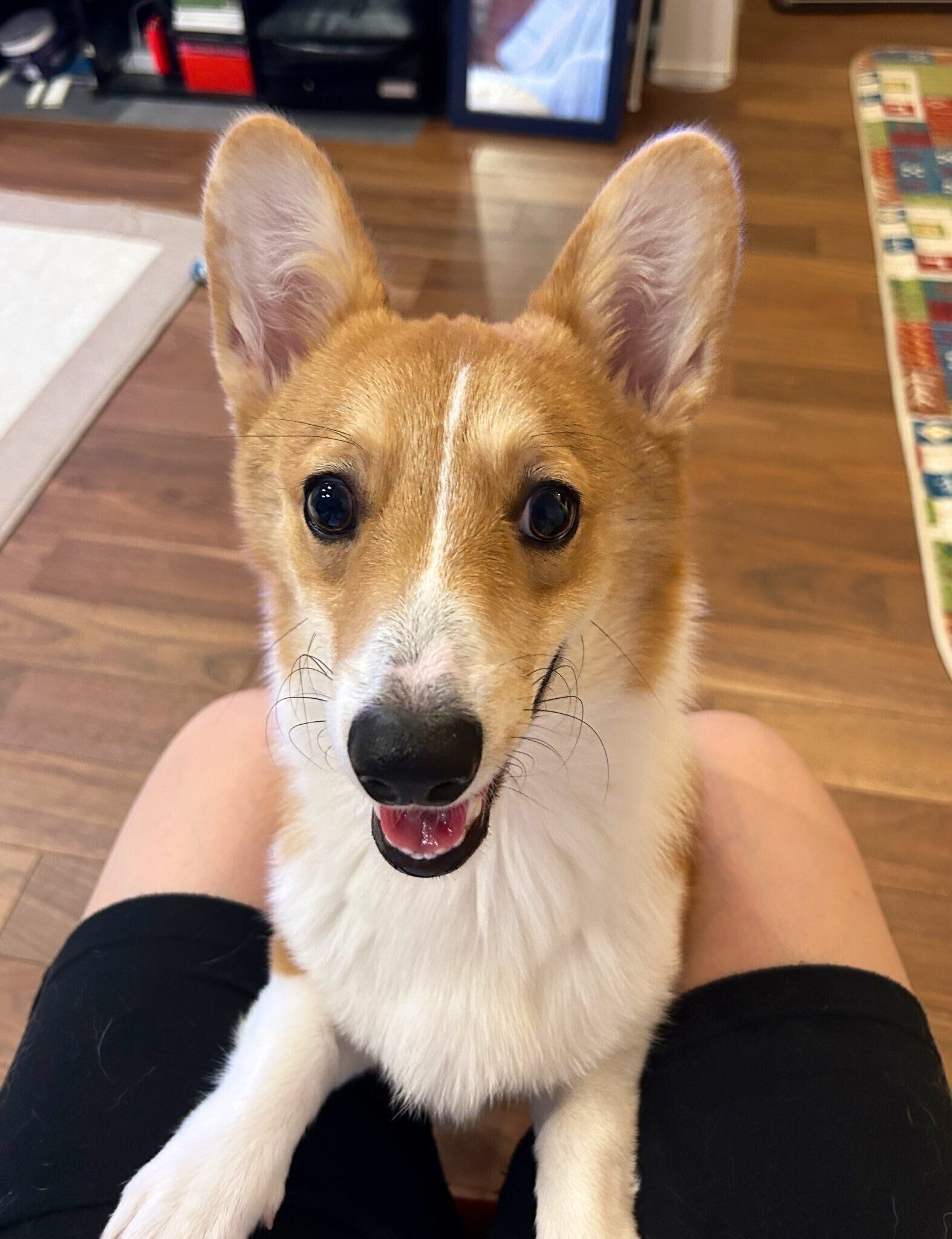 生後7カ月のウェルシュ・コーギー・ペンブローク