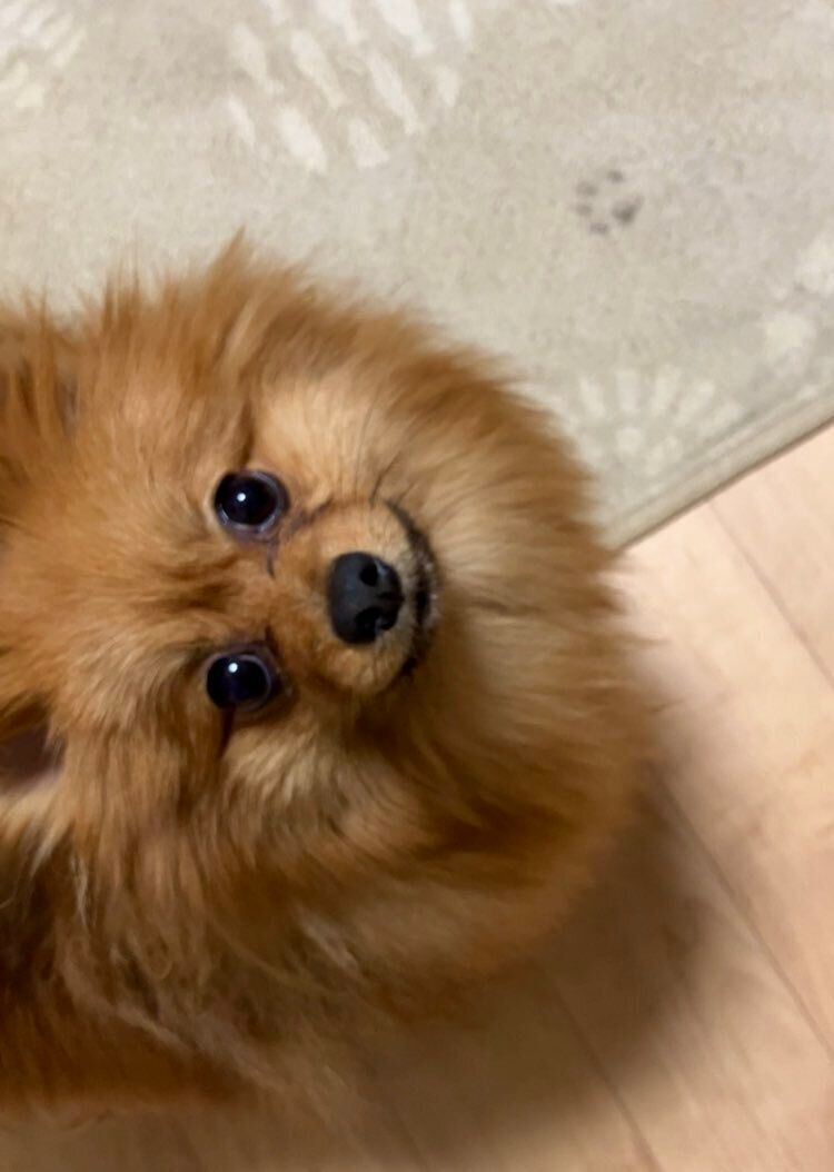飼い主を見上げるポメラニアン