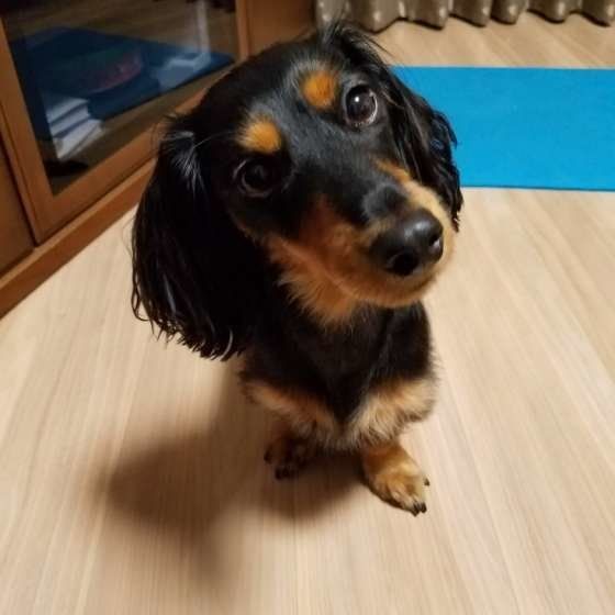 ミニチュア・ダックスフンド