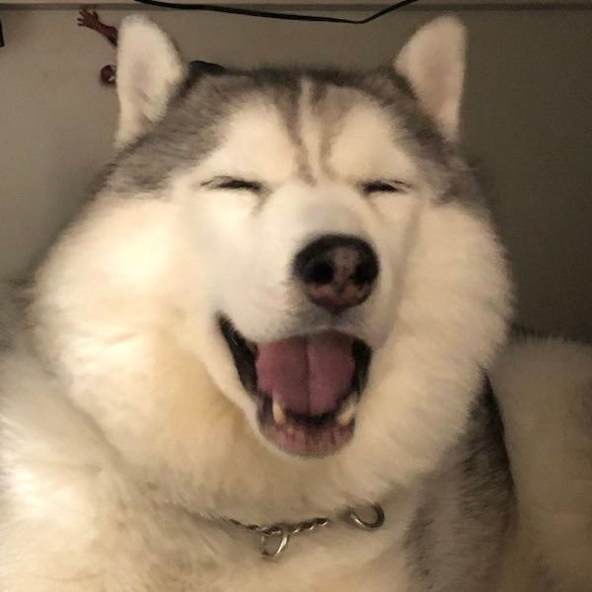 いつも朗らかなハスキーの 裏の顔 を激写したら 小悪魔的な可愛さだった いぬのきもちweb Magazine いつも朗らかなハスキーの 裏の顔 を激写したら 小悪魔的な可愛さだった いぬのきもちweb Magazine