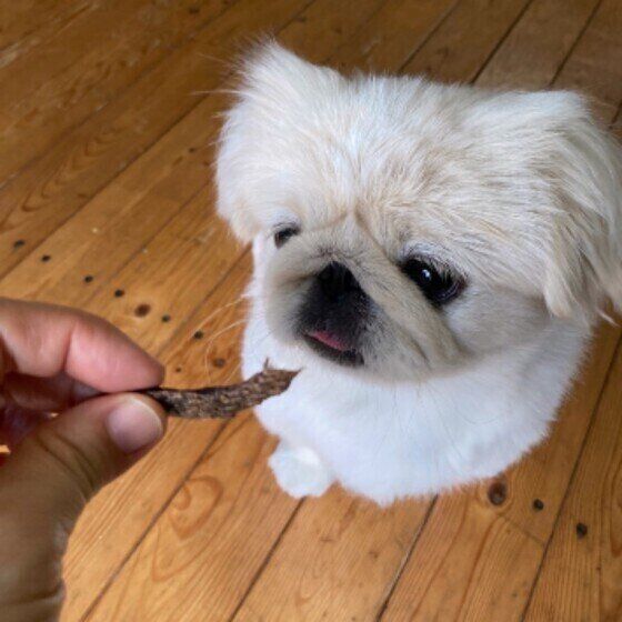 ペキニーズのポポくん