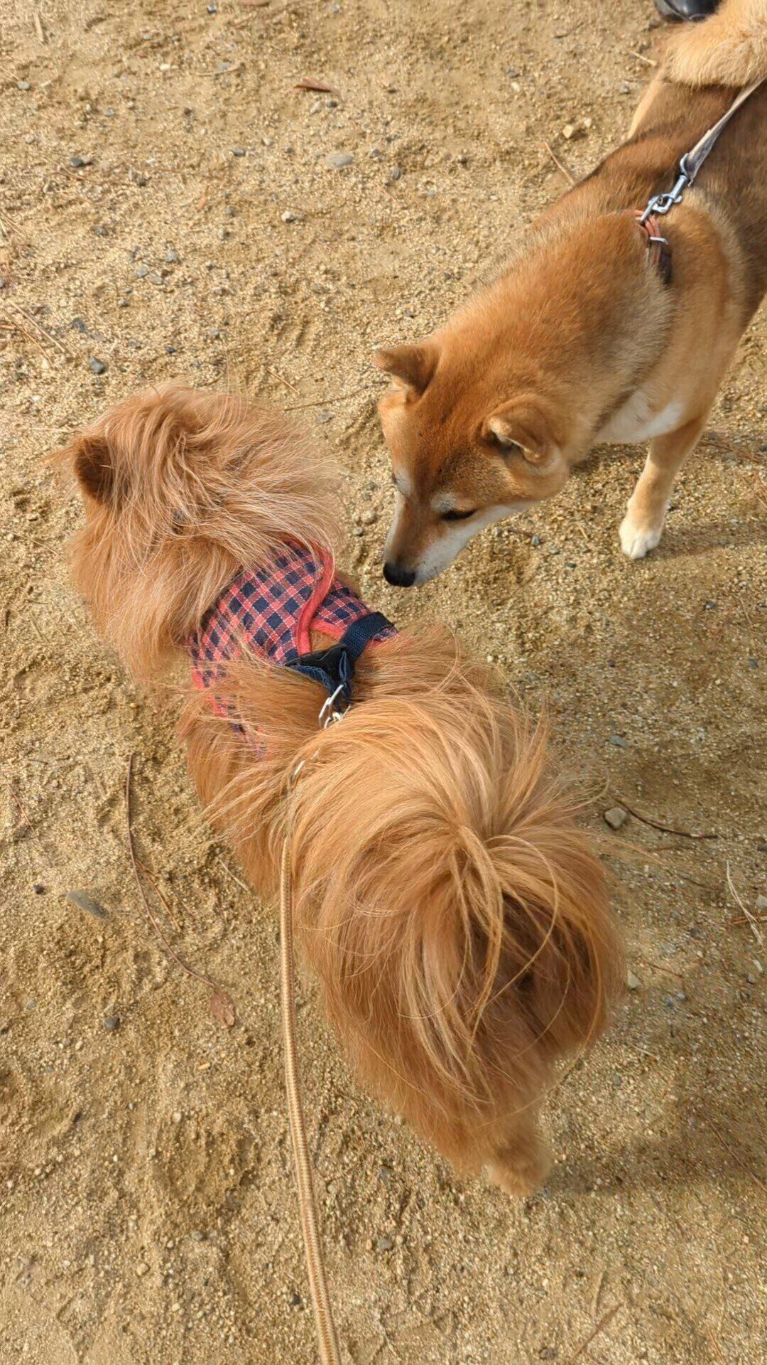 柴犬にクンクンされるミックス犬の写真