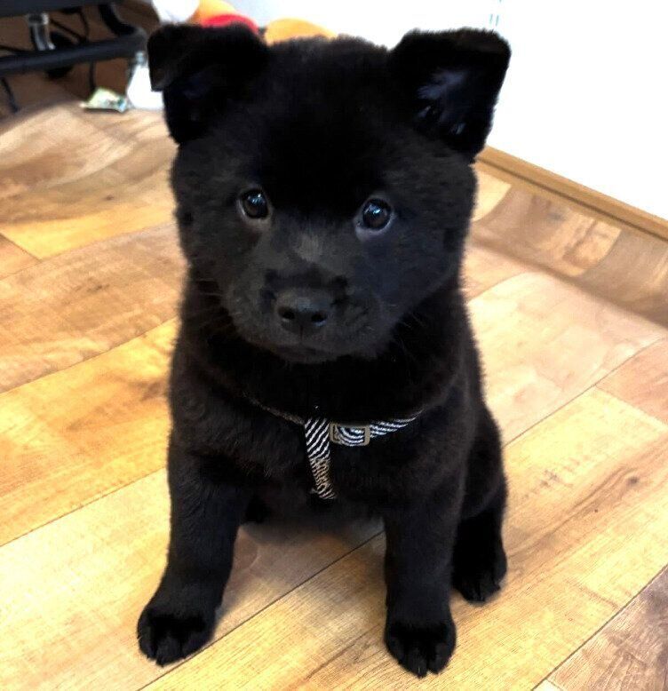 生後2カ月半ごろのくろだちゃん