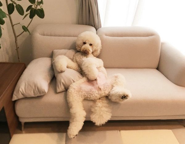 スタンダード・プードルのもずくちゃん