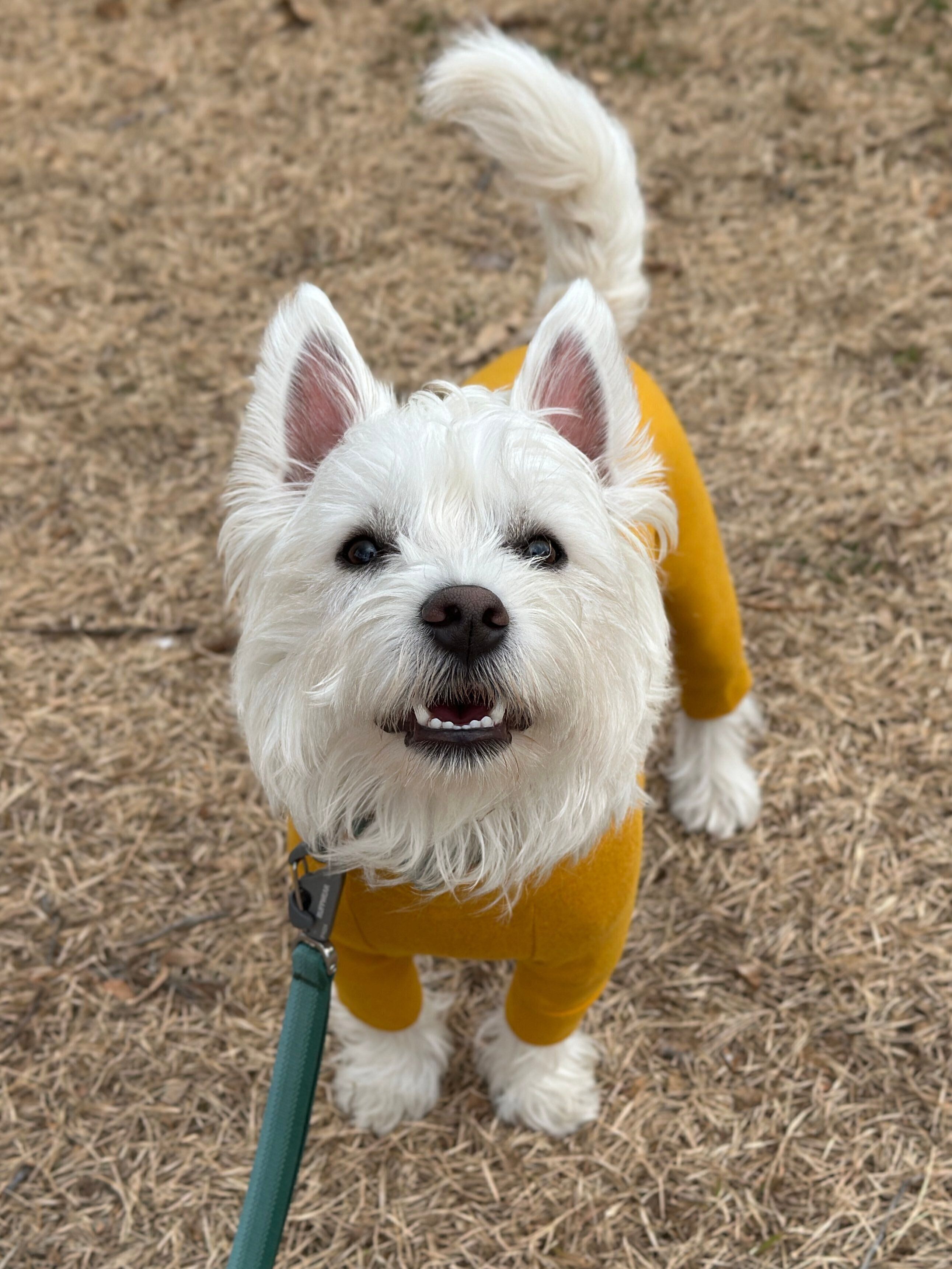 飼い主さんを見上げるくまたろうくん　とってもかわいらしい