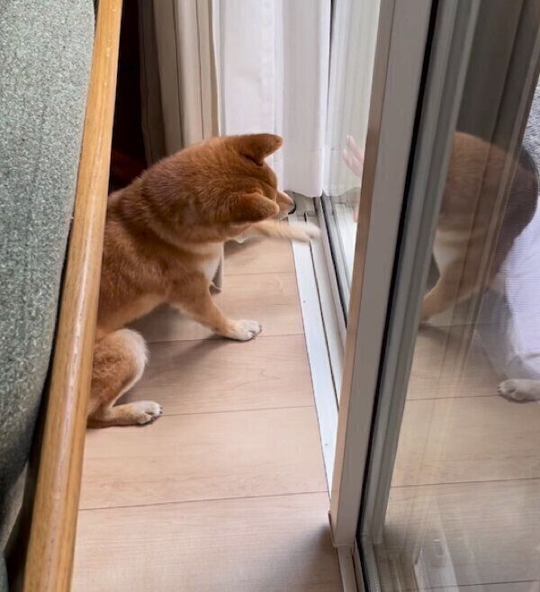 パパさんの姿が見えて嬉しそうなすずちゃん