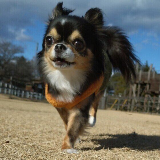 ドッグランを元気に走るチワワ