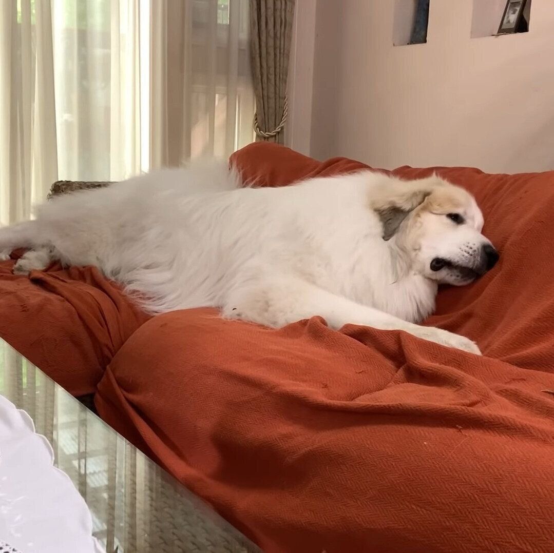 ソファーを堪能するアラン君