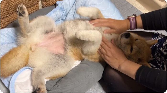 マッサージしても起きない碧海ちゃん