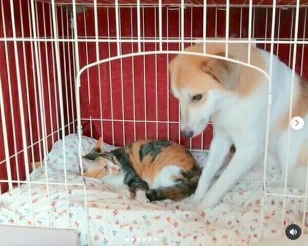 ひとつのケージをめぐり微笑ましいやりとりを見せるコロちゃん、チコちゃん