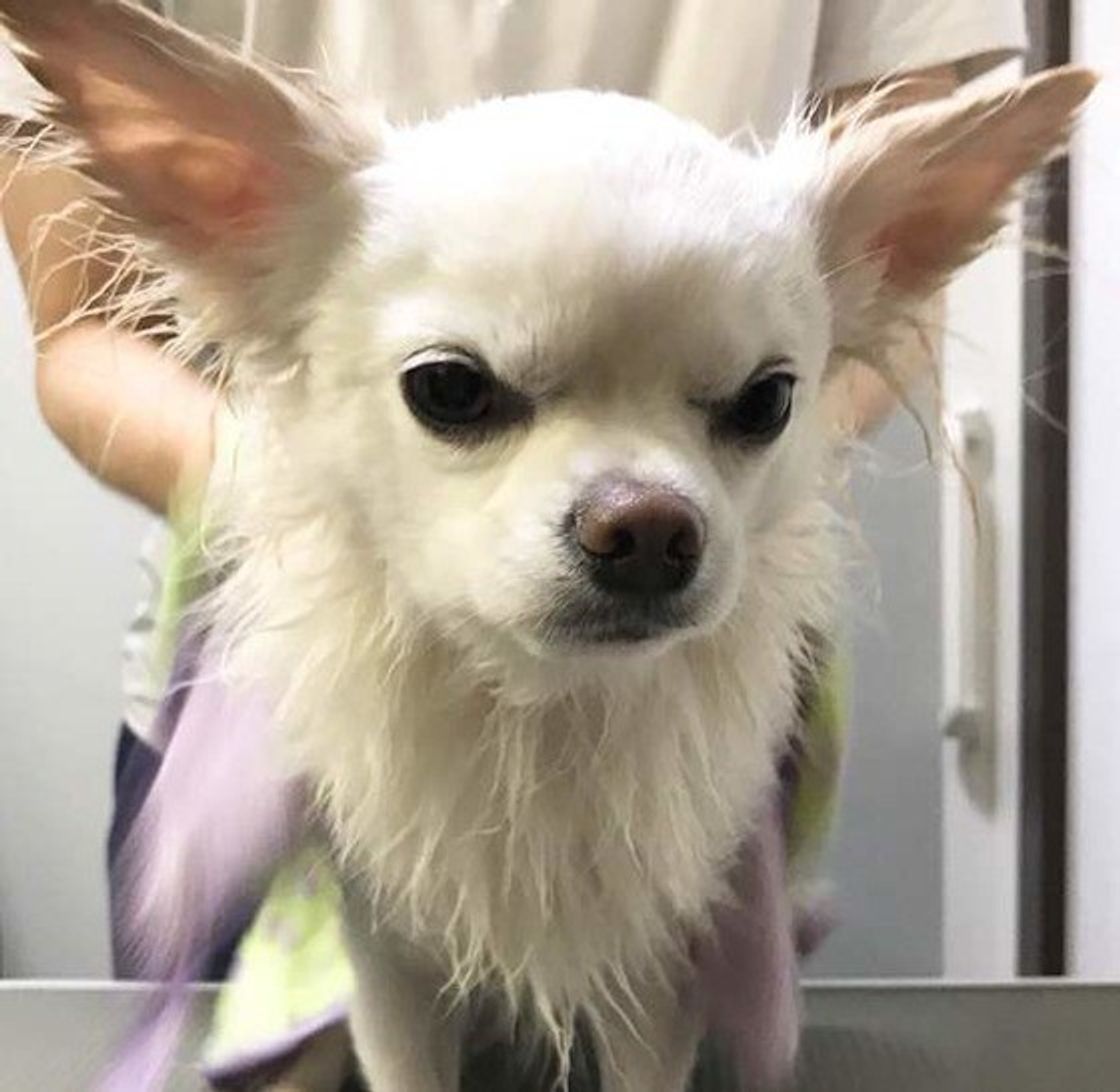 こんなしぐさを見せたら要注意 レベル別犬のストレスサインと対処法 いぬのきもちweb Magazine こんなしぐさを見せたら要注意 レベル別犬のストレスサインと対処法 いぬのきもちweb Magazine