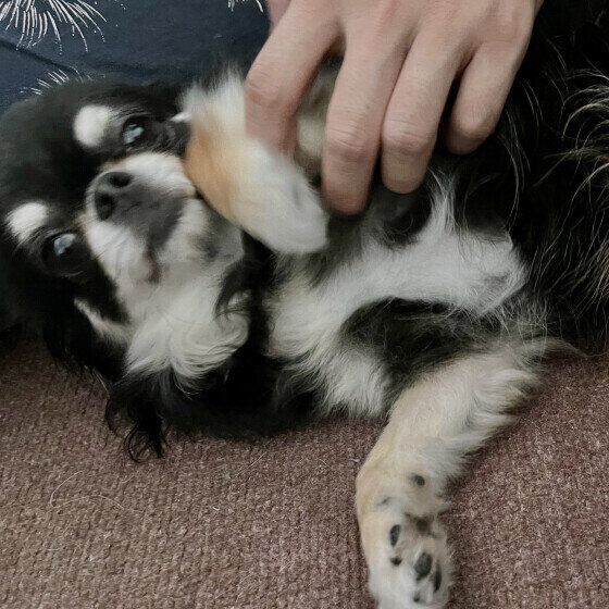 チワワのリボちゃん