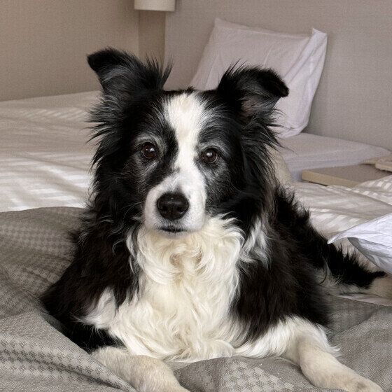 ボーダー・コリーのジャック♡くん