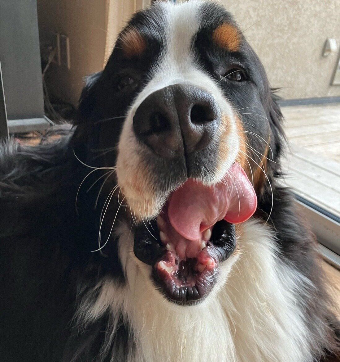 舌をペロッとするボスくん