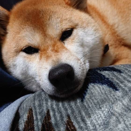 柴犬のまるちゃん