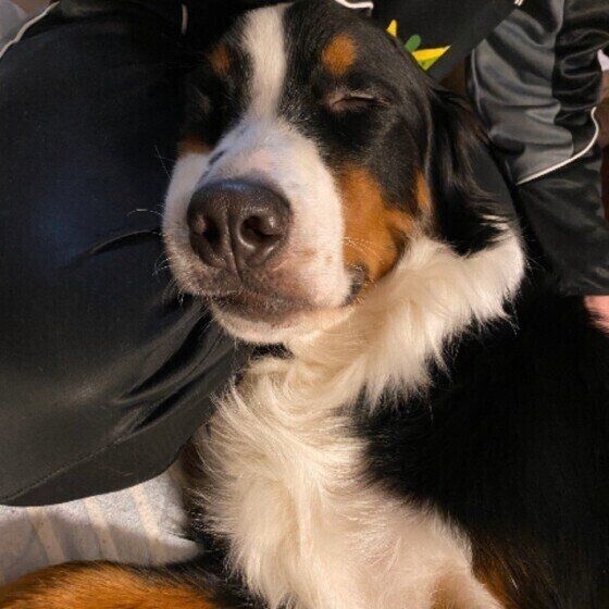 バーニーズ・マウンテン・ドッグ