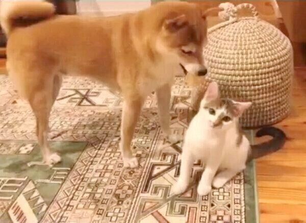 子猫のちくわくんを上手にあやす犬のリンタローくん