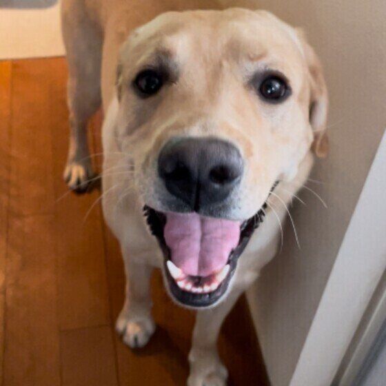 夏に気をつけたい犬の皮膚病「急性湿疹（ホットスポット）」とは？ いぬのきもち