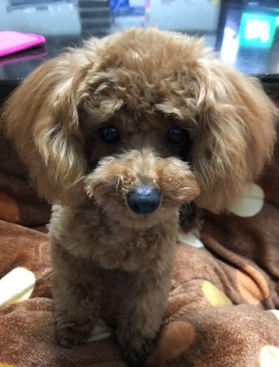 毛布の上にのっているトイ・プードル