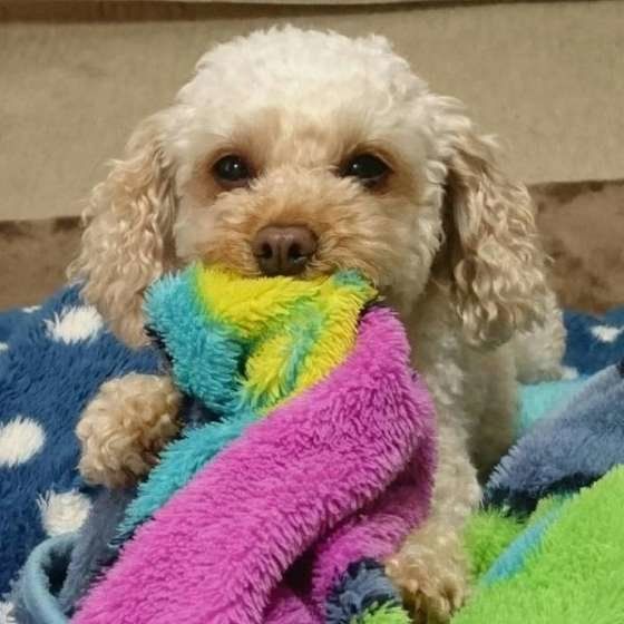 毛布をくわえる犬