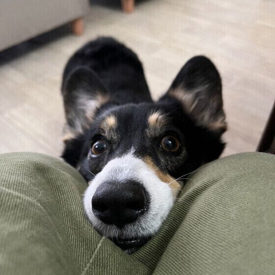 ひざにあごのせをするウェルシュ・コーギー・ペンブローク