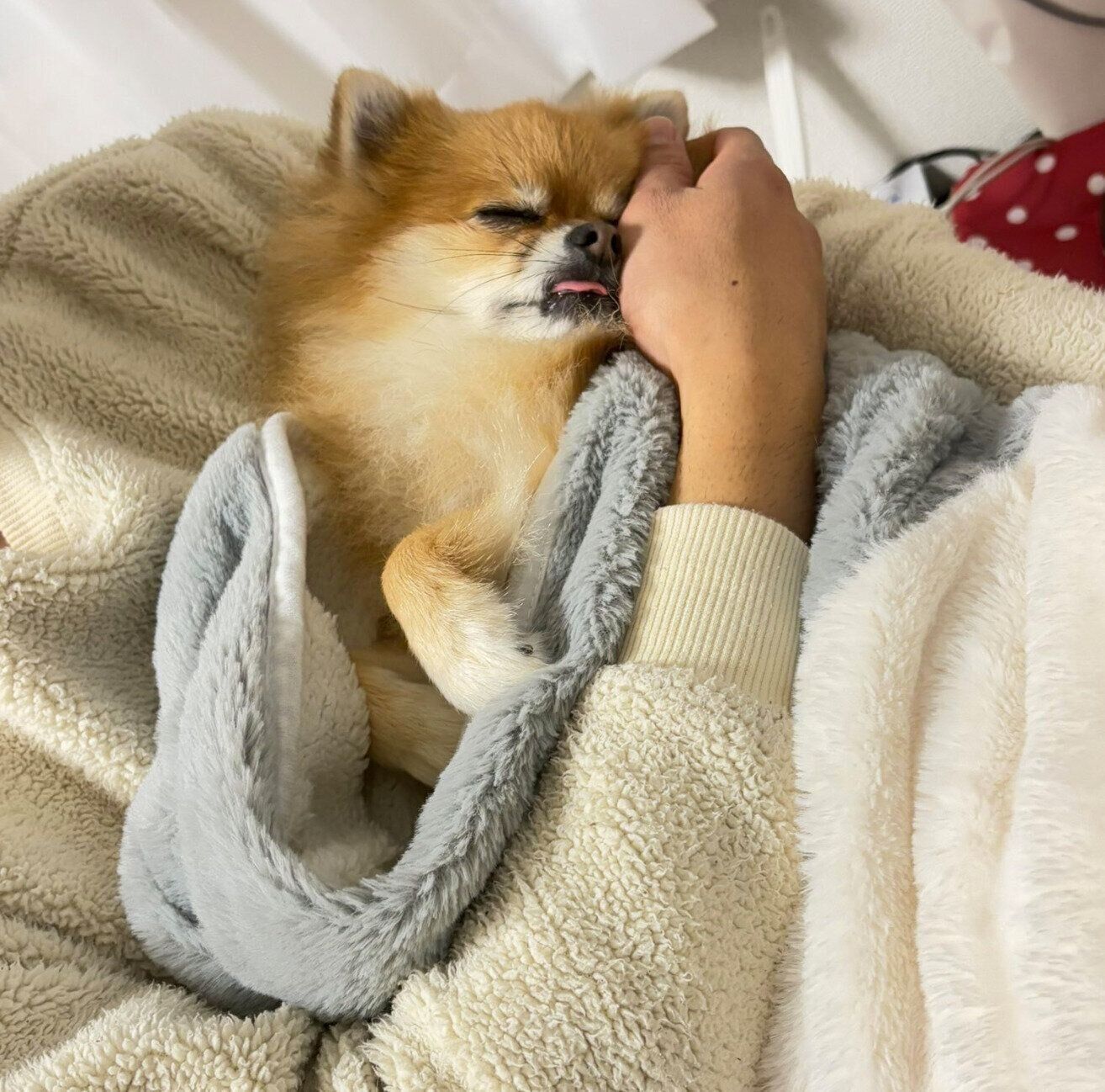 抱っこされてそのまま寝落ちするぽんずちゃん