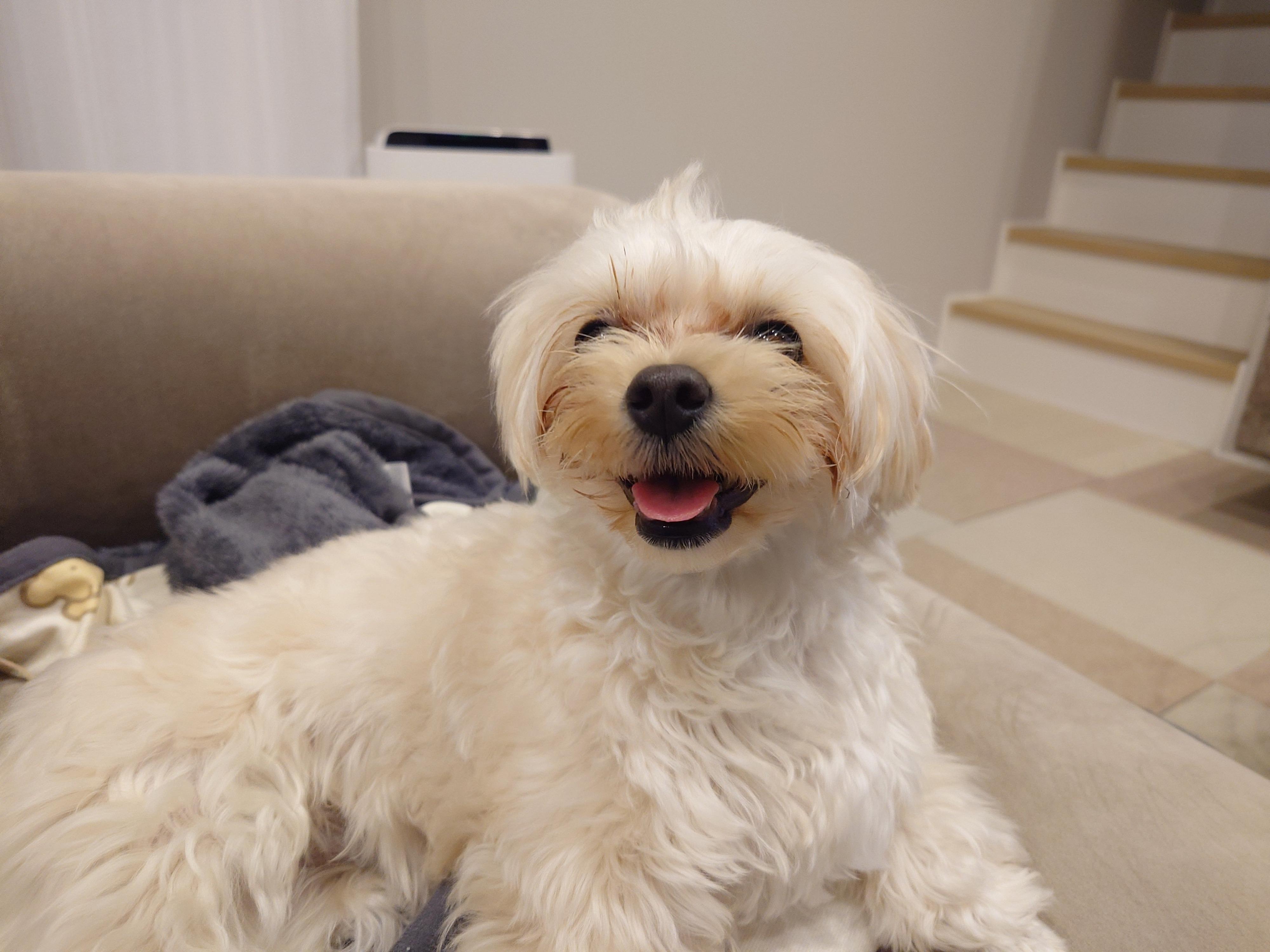 嬉しそうな表情をする犬