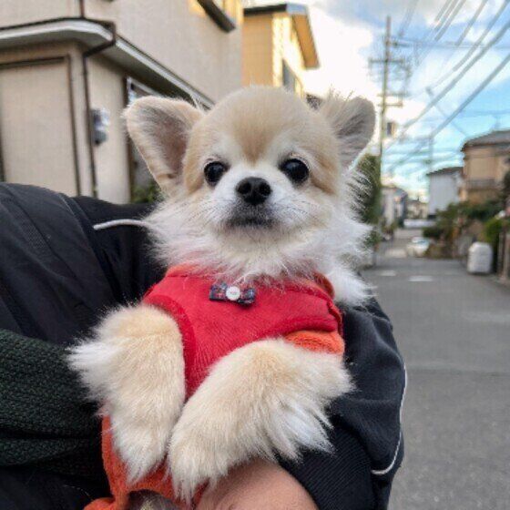 チワワ