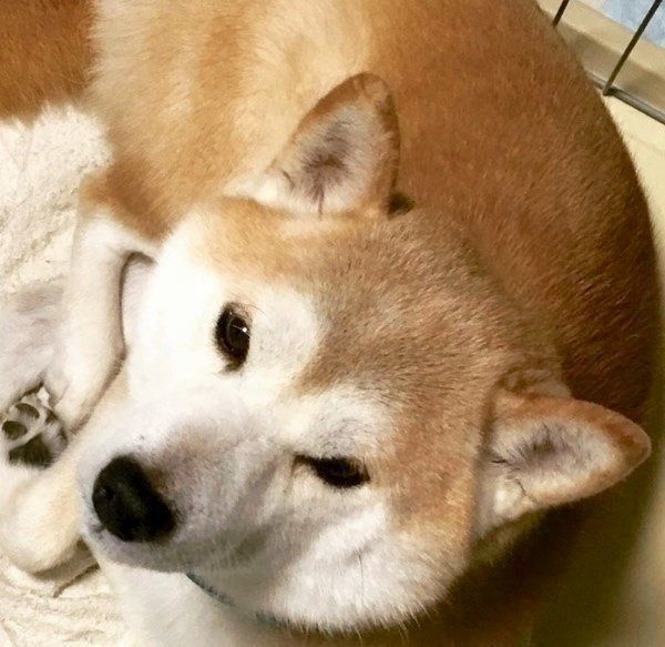 柴犬のリオンくん