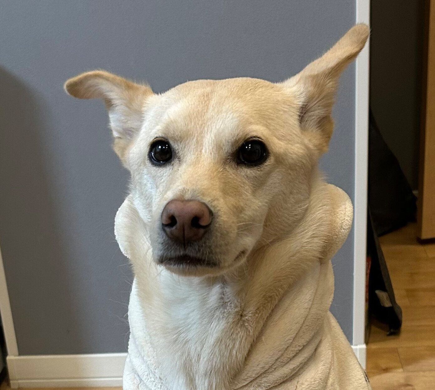 さつまいもが蒸されるのを静かに待つみらいくん