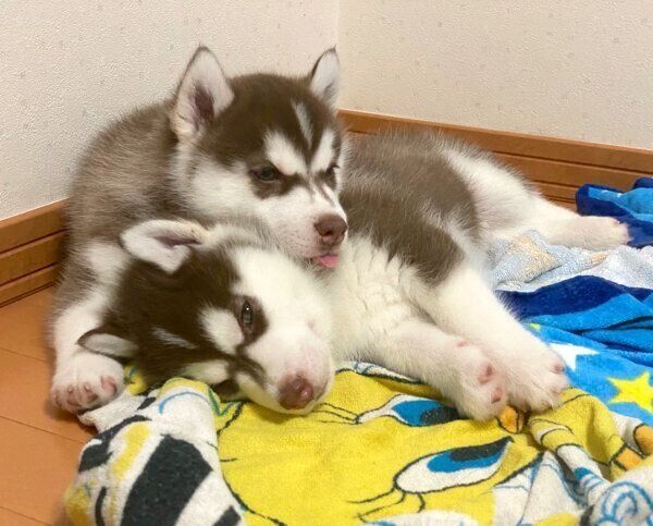 くつろぐイズくん、マックスくん