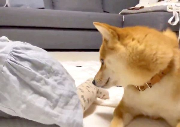 妹ちゃんのおしりのニオイを嗅ぐりんご郎くん