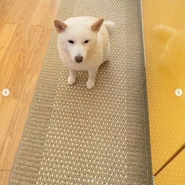 じわりじわりと近づくきなこちゃん