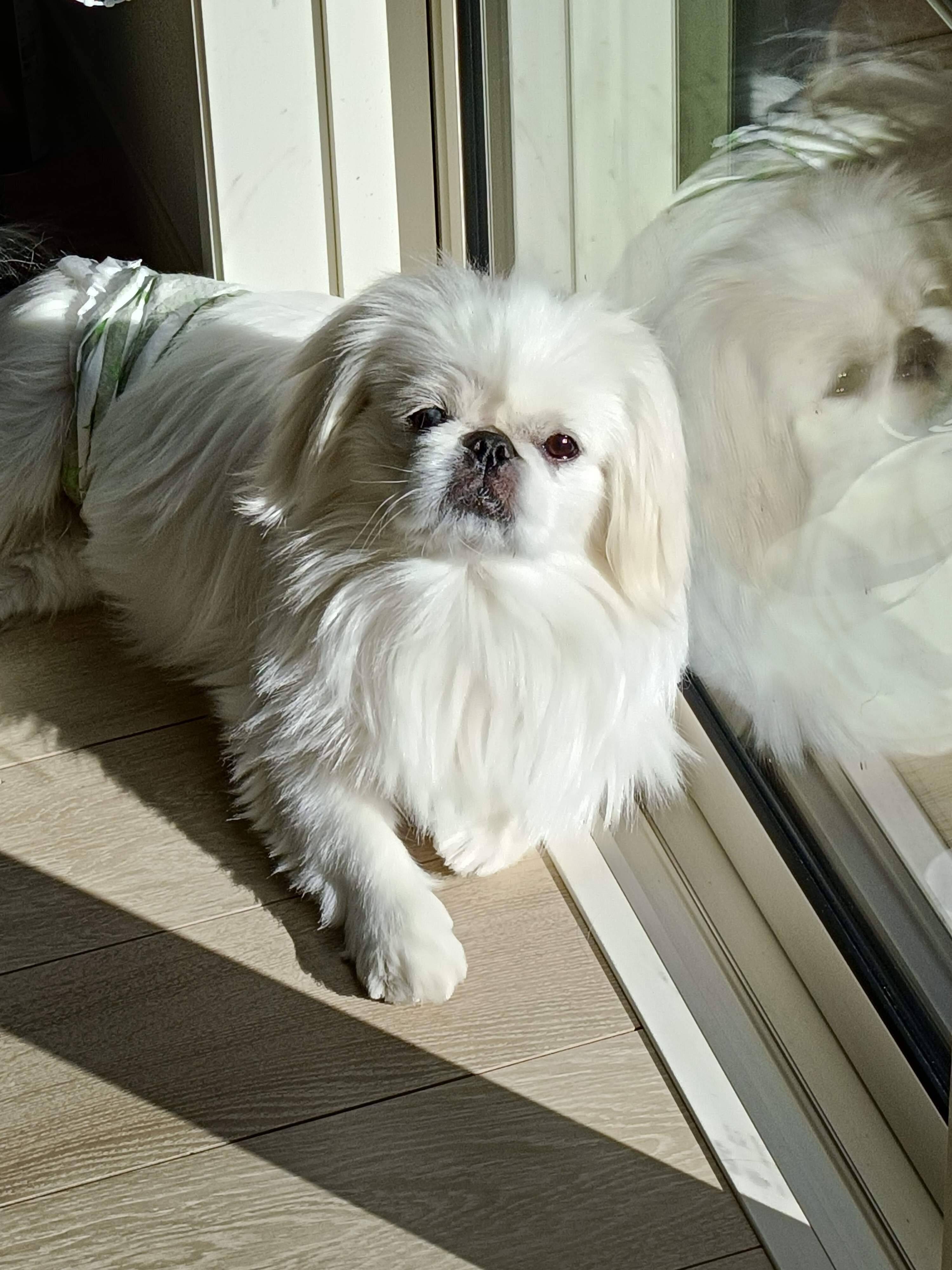 窓辺でリラックスする様子のおもちくん