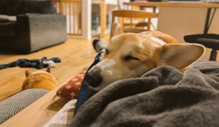 飼い主さんの体の上で眠るハルくん