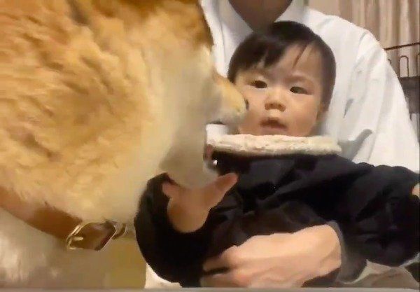 在宅ワークを邪魔するりんご郎くんと妹ちゃん