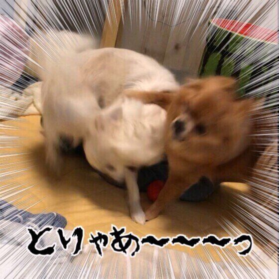 チワワ・ナッツちゃん・バトル