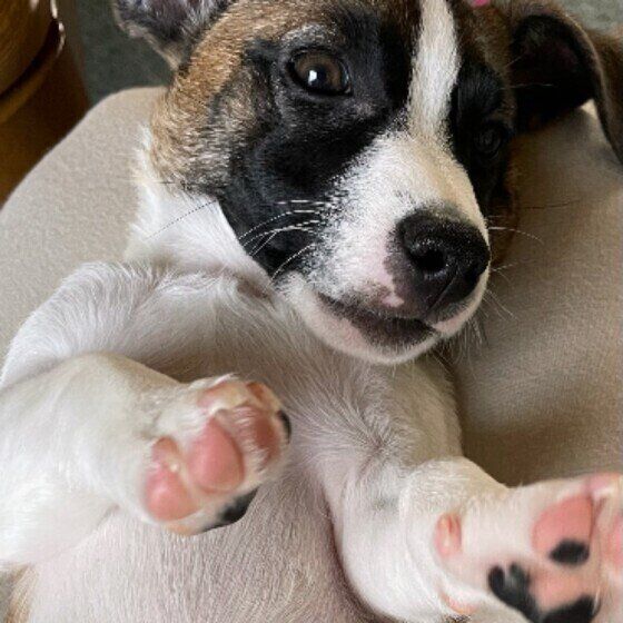 ついやってしまっていない？ 注意すべき犬の抱っこの仕方 いぬのきもち