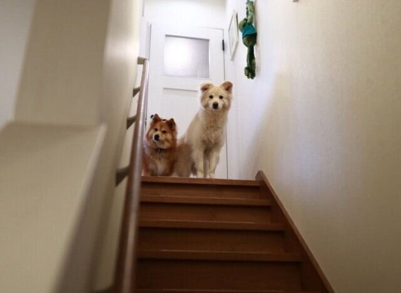 救急車への犬の反応と あのけがの日 穴澤賢の犬のはなし いぬのきもちweb Magazine 救急車への犬の反応と あのけがの日 穴澤賢の犬のはなし いぬのきもちweb Magazine