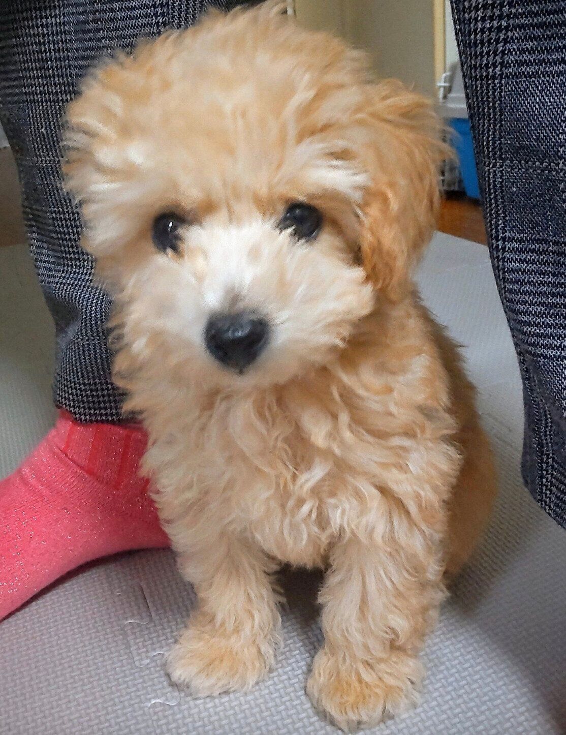 飼い主さんの家に来たばかりの頃のニコラくん