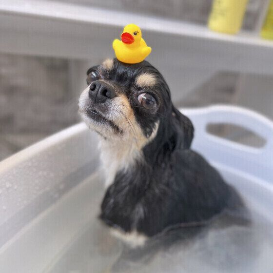 寒い季節に自宅で愛犬のシャンプーをするときの注意点とは? いぬのきもち