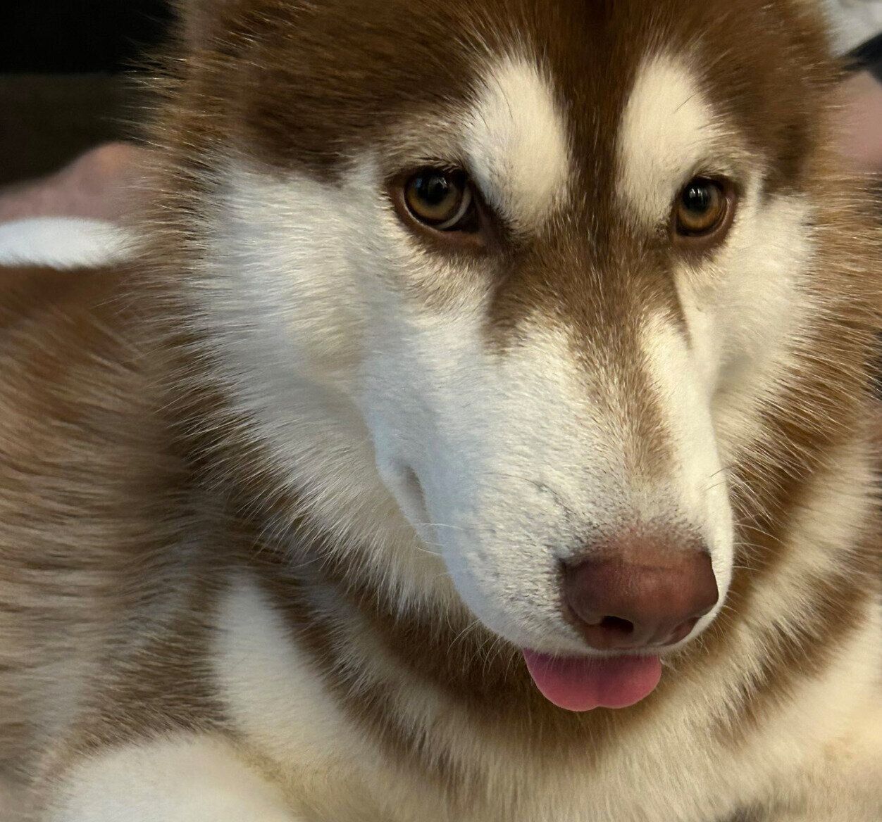 舌を出すロズくん